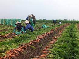 VIDEO: Thuê đất trồng cà rốt